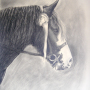 Horse 1.jpg